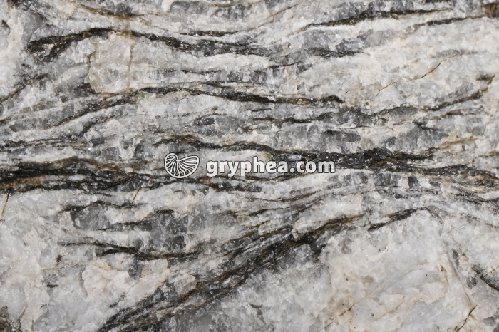 Gneiss - détail - gryphea.com